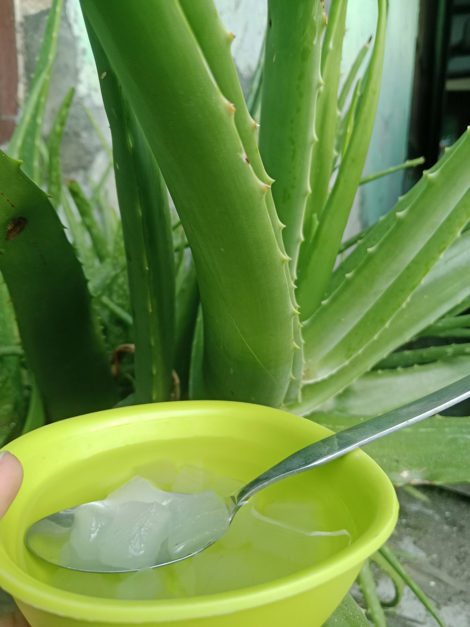 Minuman Lidah buaya 