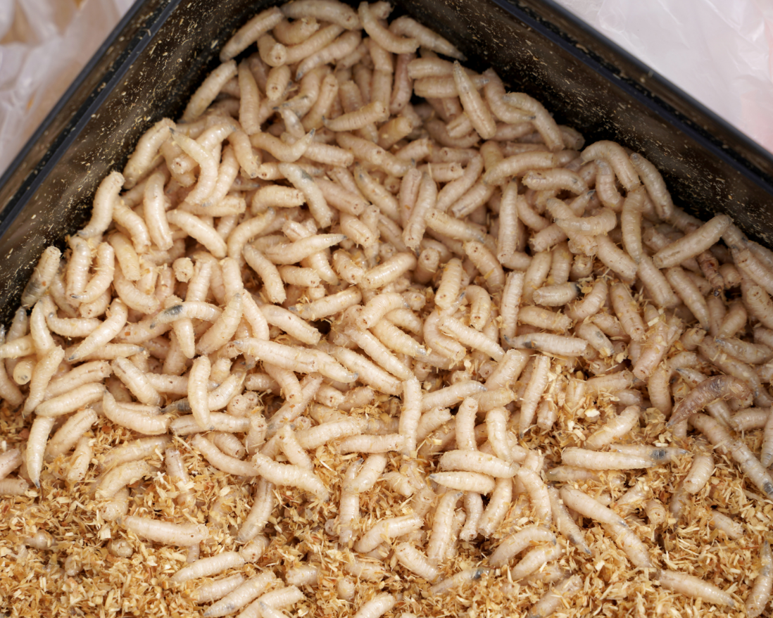Maggot
